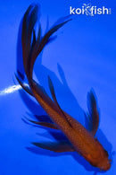 5.5" CHAGOI BUTTERFLY