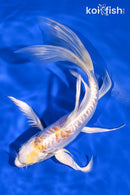 8.25" DOITSU LEMON HARIWAKE BUTTERFLY