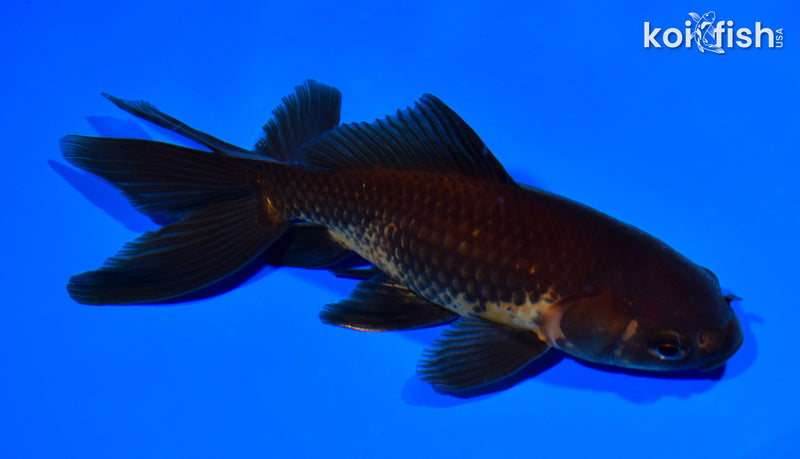 6.25" WATONAI GOLDFISH