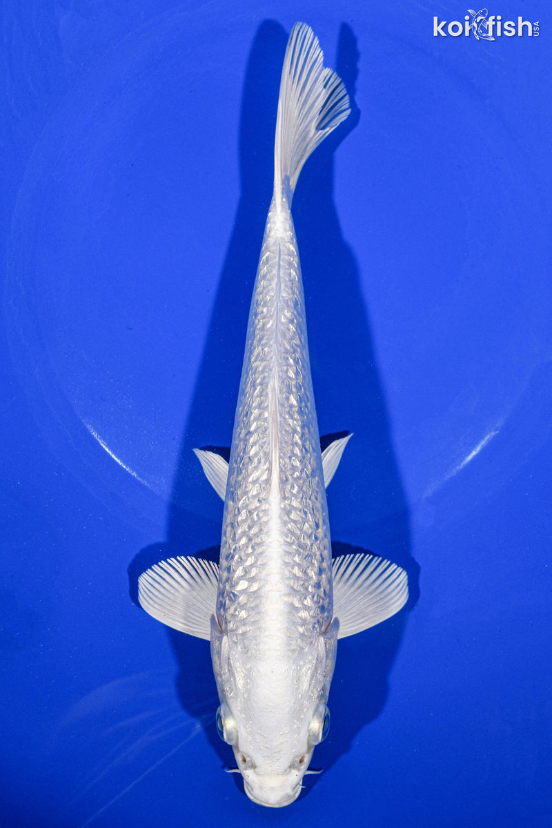 9" GINRIN PLATINUM OGON