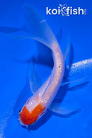 4" GINRIN KOHAKU BUTTERFLY