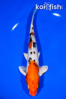 8.25" YAMATO NISHIKI