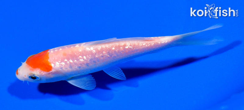 5.25" GINRIN KOHAKU