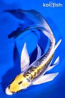 7.75" KIN KIKOKURYU BUTTERFLY