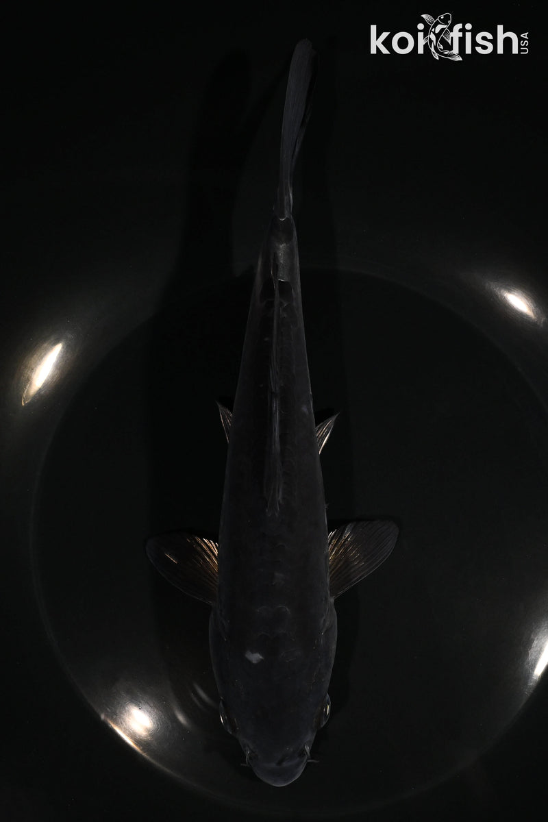 7.5" KIKOKURYU