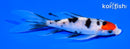 6" TANCHO SANKE BUTTERFLY