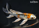 8.25" KUJAKU BUTTERFLY