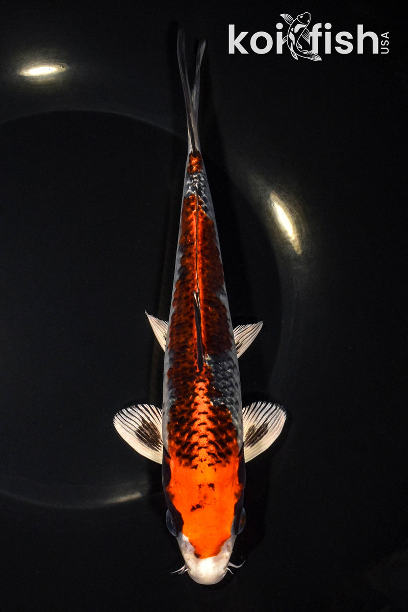 8" BENI GINGA