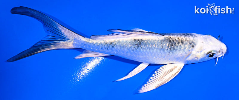 5" GIN SHIRO BEKKO BUTTERFLY