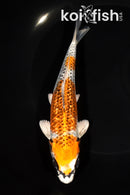 6.5" GINRIN KUJAKU