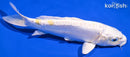 7.5" DOITSU LEMON HARIWAKE