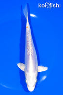 7.25" DOITSU PLATINUM OGON