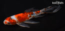 7.75" SHUBUNKIN GOLDFISH