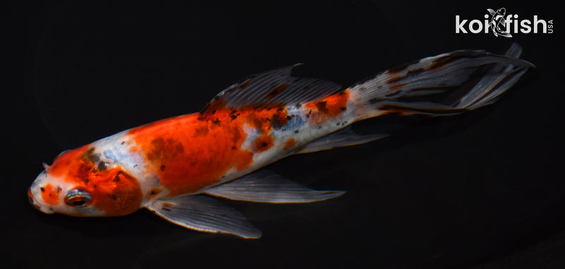 7.75" SHUBUNKIN GOLDFISH
