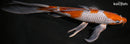 10.25" OCHIBA SHIGURE BUTTERFLY