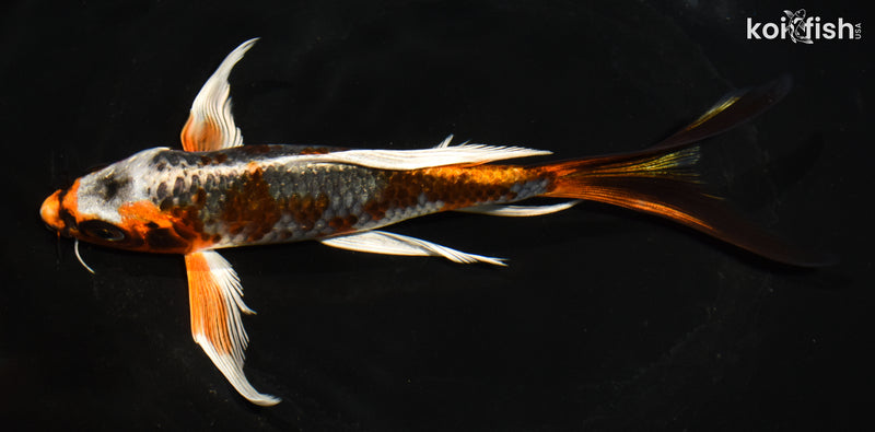 7" BENI GINGA BUTTERFLY