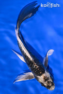 7" KIKOKURYU BUTTERFLY