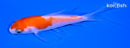 4" KOHAKU BUTTERFLY