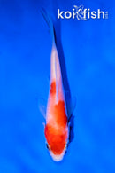 3.5" KOHAKU