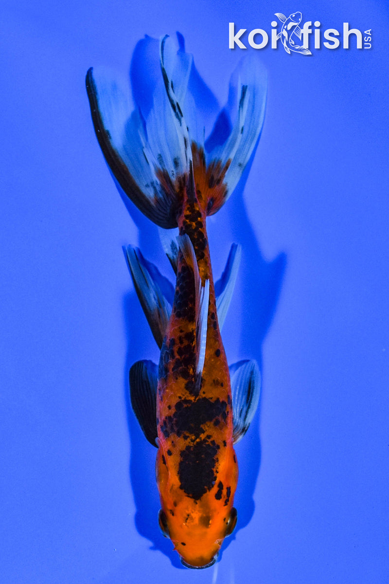 5" WAKIN GOLDFISH