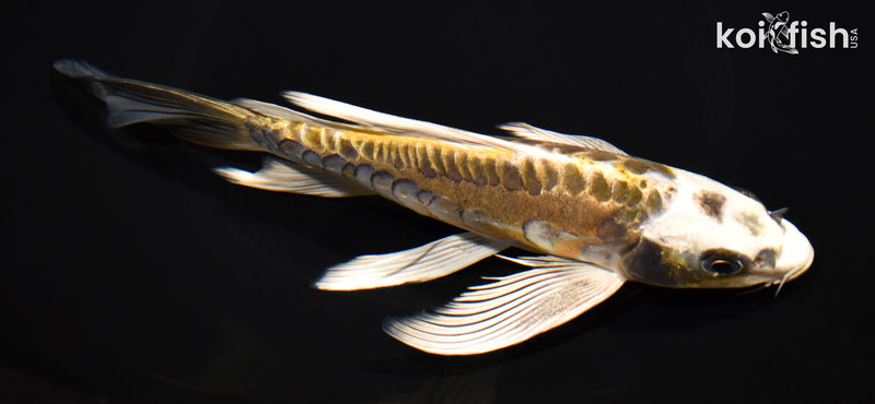 8.25" ARAGOKE KIN KIKOKURYU BUTTERFLY
