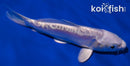 5.75" DOITSU PLATINUM OGON