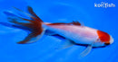 5.5" MARUTEN WAKIN GOLDFISH