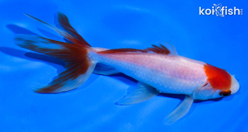 5.5" MARUTEN WAKIN GOLDFISH
