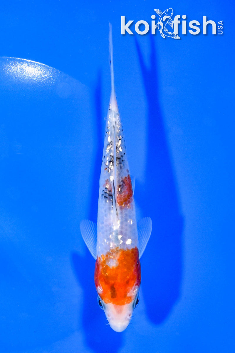 5.5" GINRIN SANKE