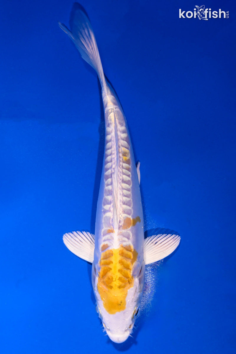 Yellow Koi Fish for Sale | Koi Fish USA – Page 3