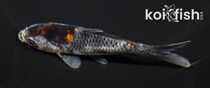 4.25" KAGE SHOWA