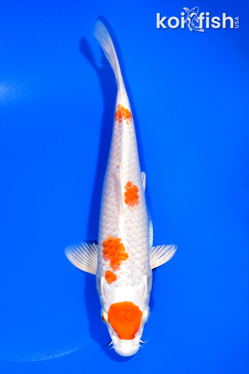 9" MARUTEN HARIWAKE
