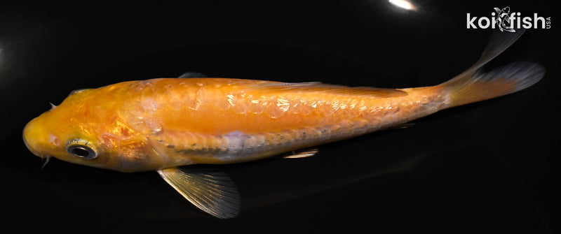 5.25" GINRIN ARAGOKE OCHIBA SHIGURE