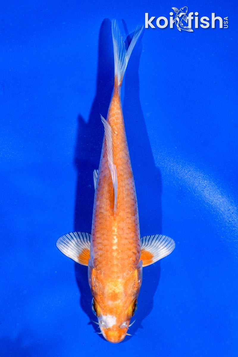 5" HARIWAKE