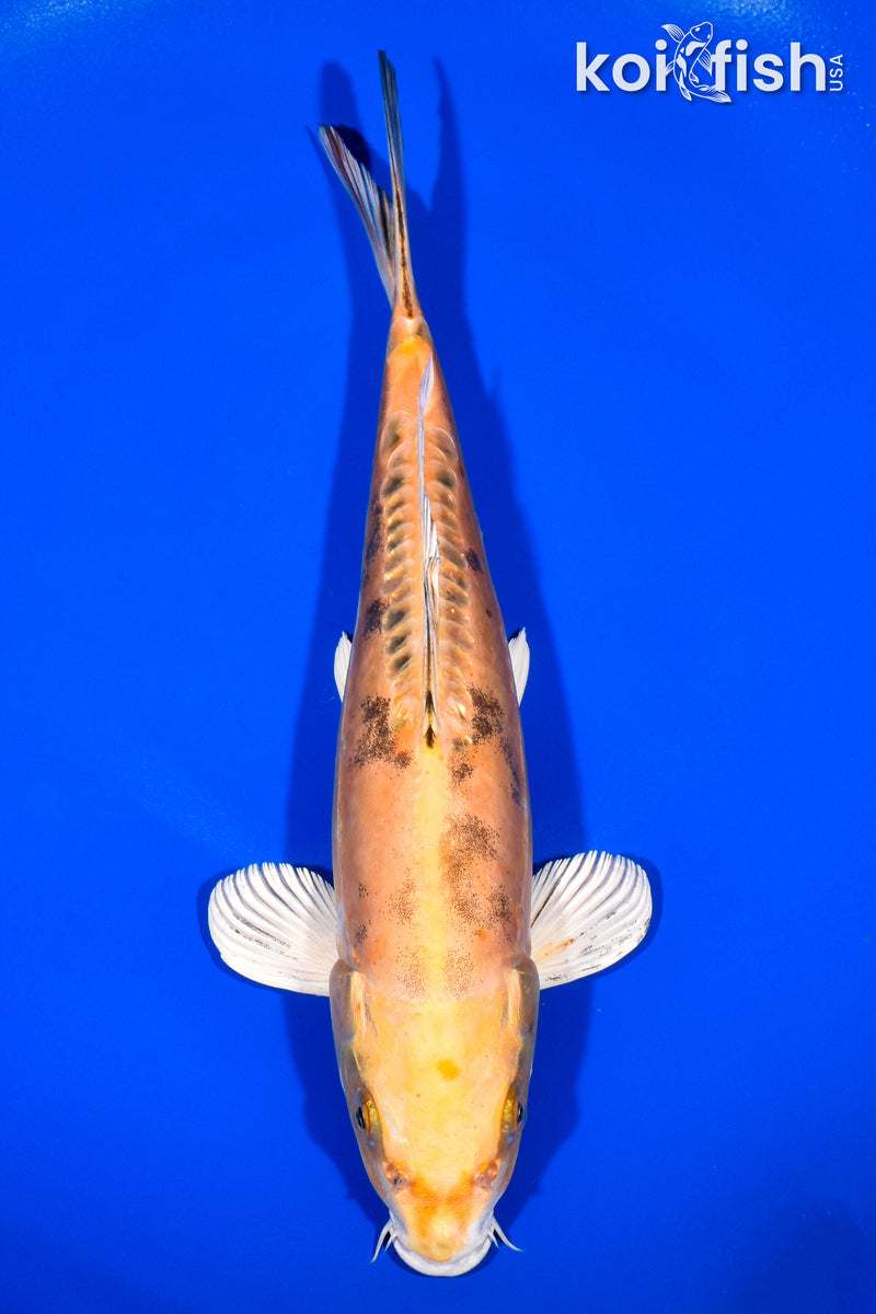 11" ORENJI BEKKO