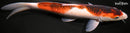 13.25" BUDO GOROMO