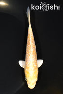 5.25" GINRIN ARAGOKE LEMON HRIWAKE