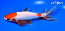 5.75" SARASA WAKIN GOLDFISH