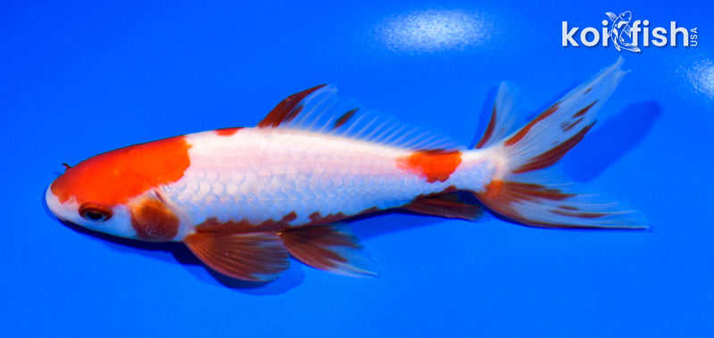 5.75" SARASA WAKIN GOLDFISH