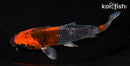 6.5" GOSHIKI