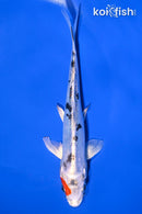 6.25" HEISEI NISHIKI