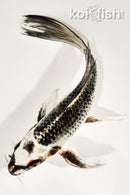 8" GINGA BUTTERFLY