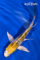 4.75" GINRIN YAMATO NISHIKI BUTTERFLY