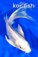 6.5" PLATINUM OGON BUTTERFLY