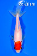 5" MARUTEN WAKIN GOLDFISH