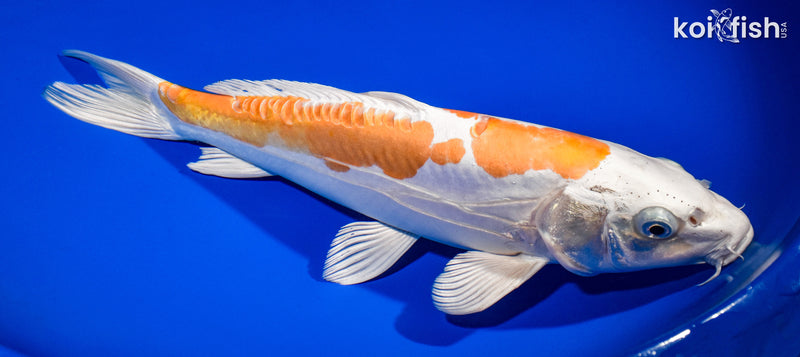 13" KIKUSUI