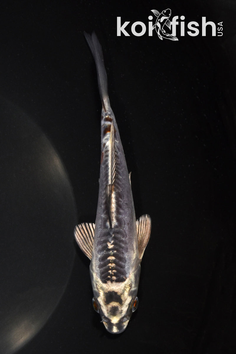 5.5" BENI KIKOKURYU