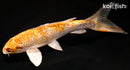 7" GINRIN YAMATO NISHIKI