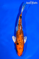 5.5" GINRIN YAMATO NISHIKI