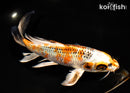 10" KUJAKU BUTTERFLY